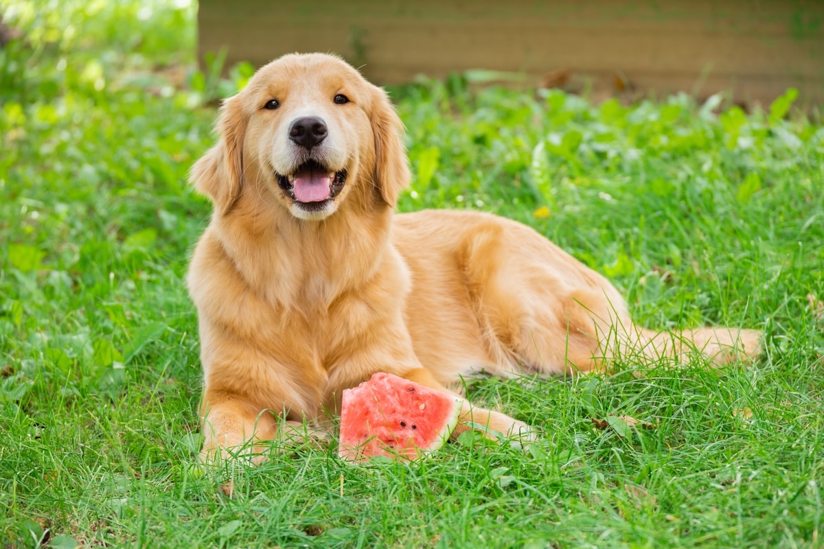 'Demure' Golden Retriever Patiently Waits for Watermelon Treat Like a Queen