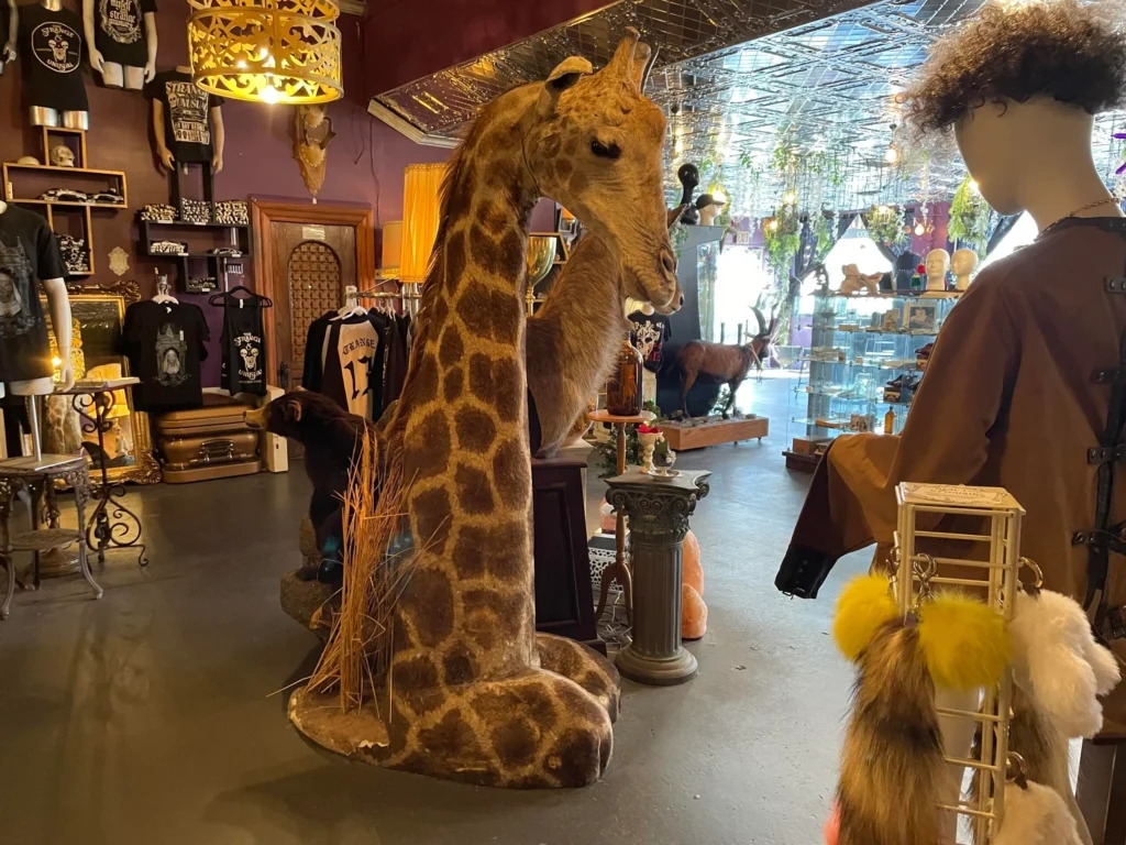Animal rights group reveals illicit market for ivory and endangered animals in Pennsylvania