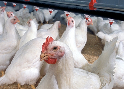 Bird flu bill is among first to pass Pennsylvania legislature this session