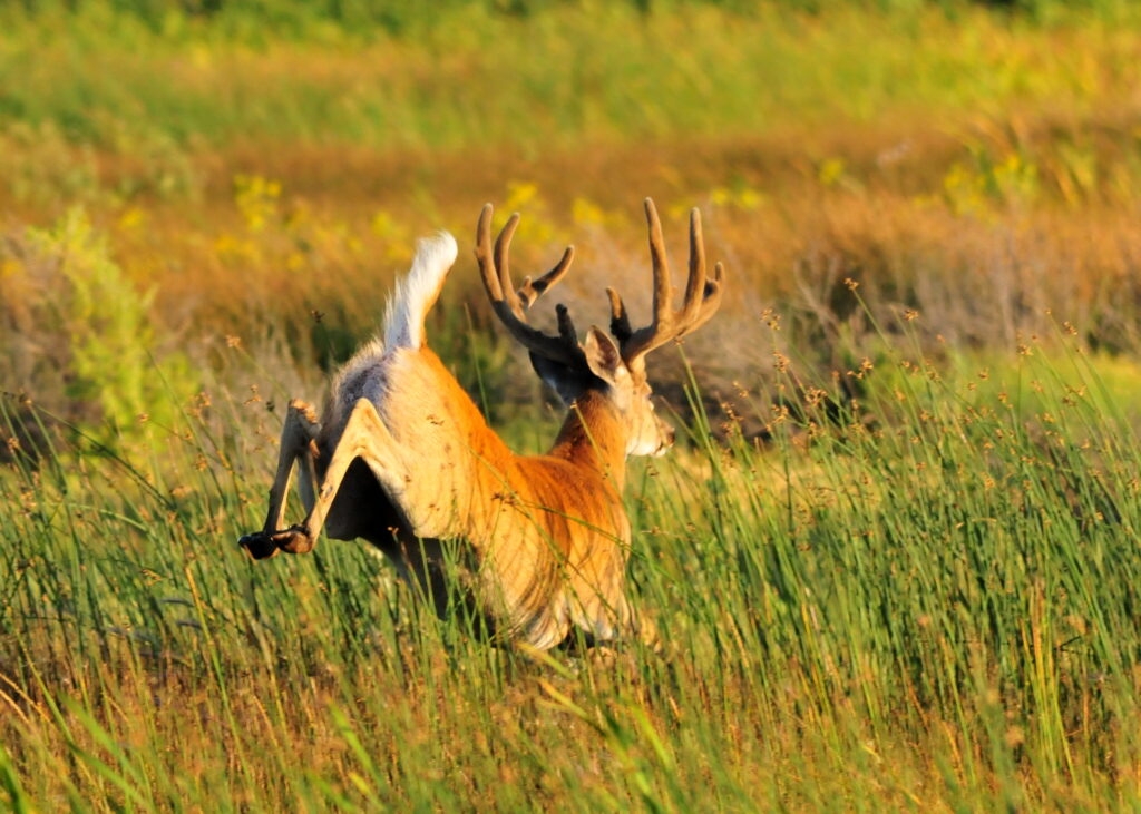 Sunday hunting is up for debate again in the state House