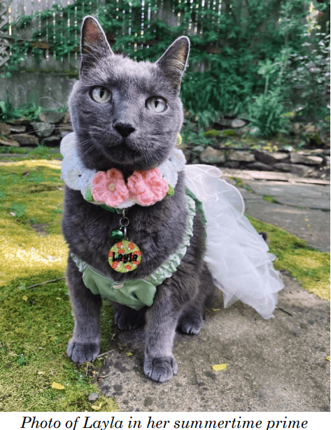 Blue Angels sued for killing Seattle woman's cat. What Pensacola has to say about that