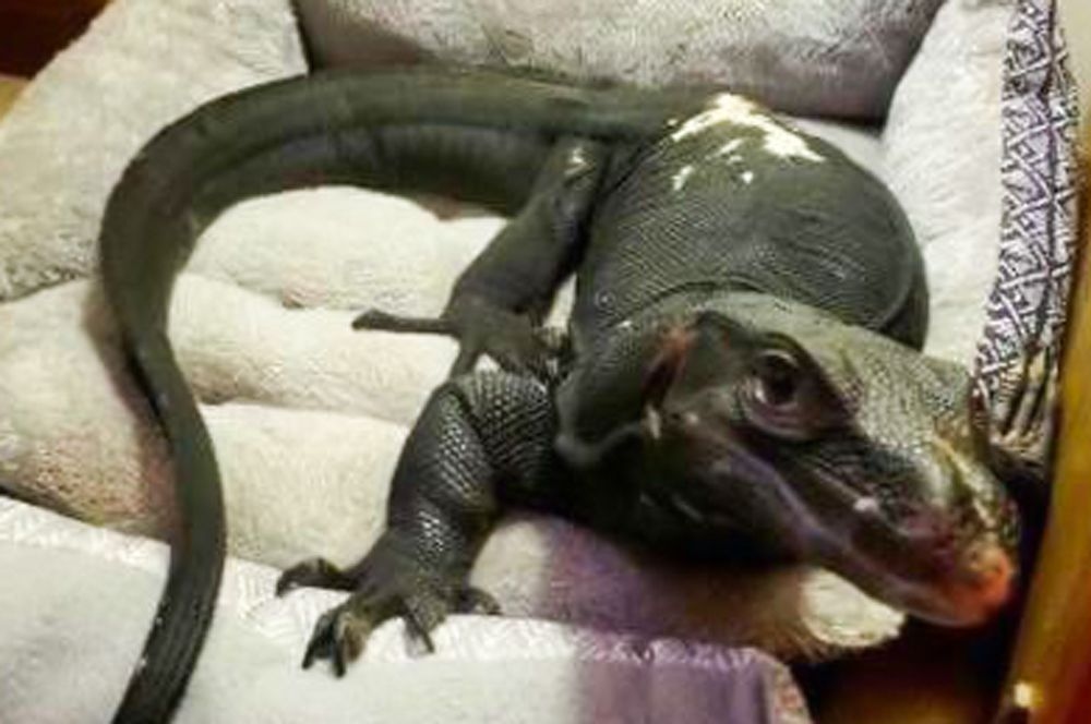 Carnivorous Lizard Escapes Mass. Home Through Second Story Window. Now, He's On the Lam in Connecticut