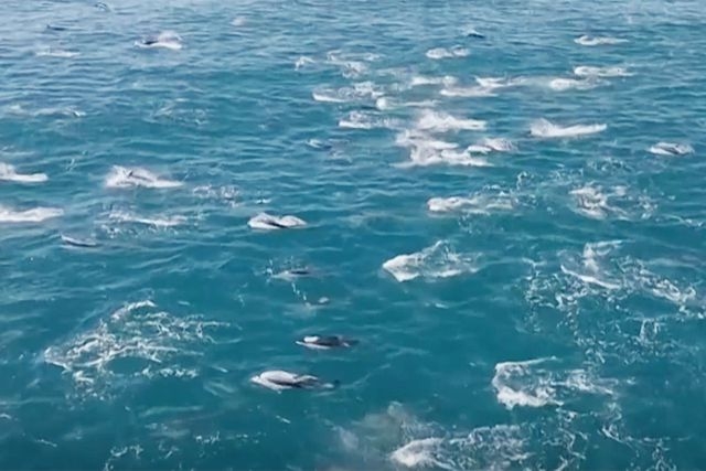 Whale Watching Group Captures Stunning Video of 2,000 Dolphins Leaping Together in Rare Super Pod