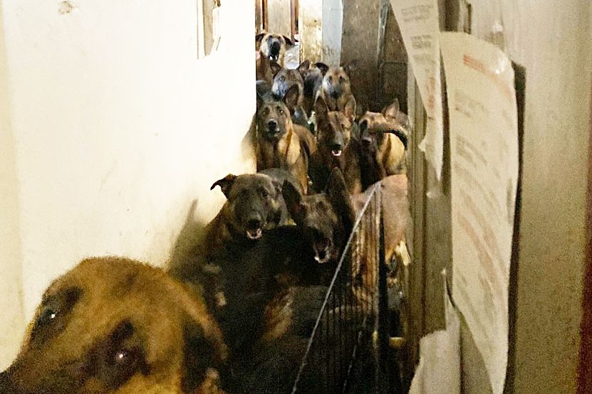 40 Belgian Malinois Dogs Found Crammed into Cabinets and Closets of N.Y.C. Apartment During Rescue
