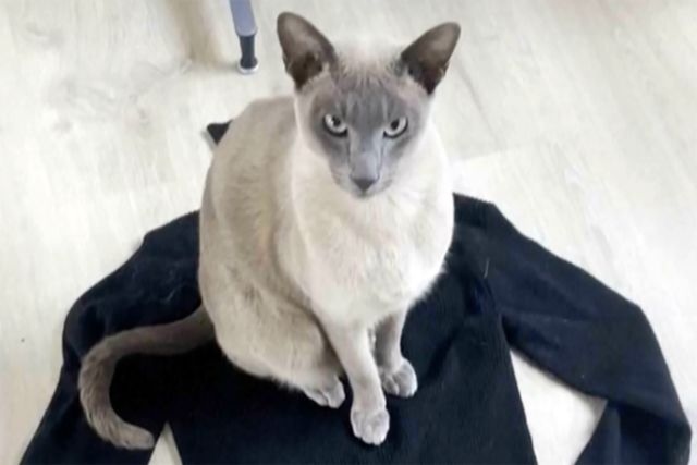 Mischievous Cat, Known as 'Leonardo Da Pinchy,' Is Stealing Neighborhood Underwear: 'I Hope He Grows Out of It,' Owner Says
