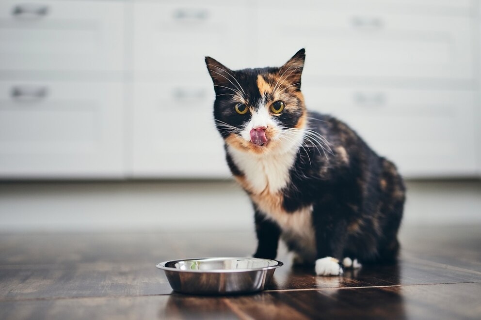 Feed Cats Only Twice a Day? Why This Harms Their Health