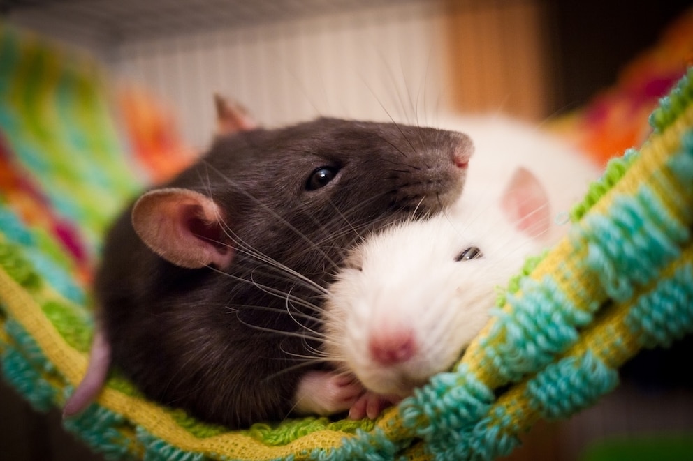 From Young to Senior: How to Support Rats and Mice Through All Life Stages