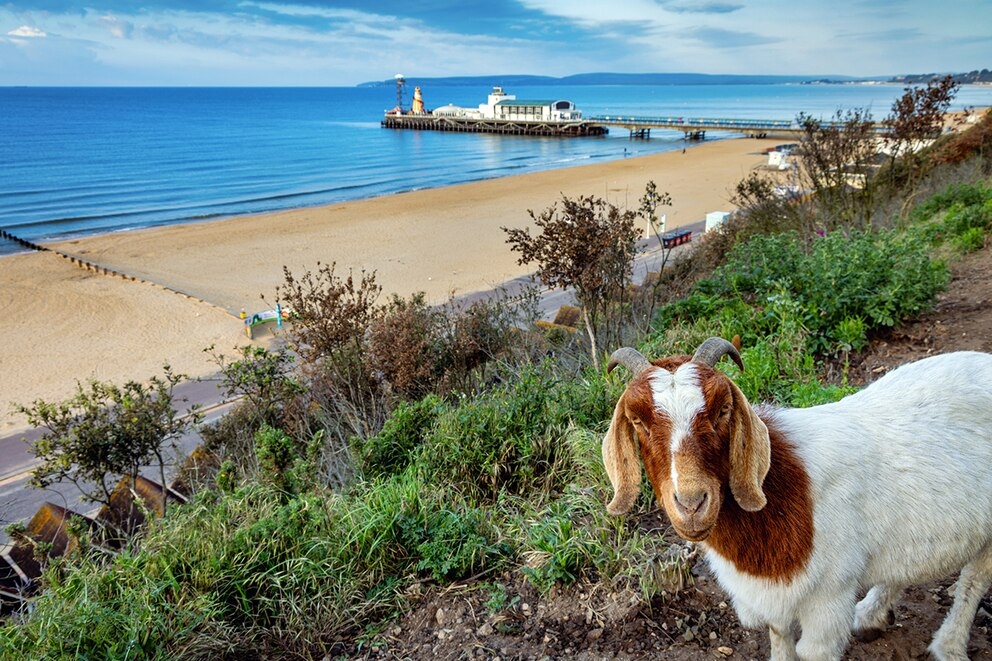 Why a Herd of Goats Became a Tourist Attraction in Bournemouth