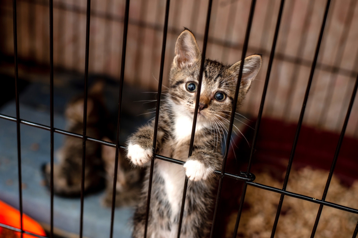 Vet Leaves Adorable Note on Crying Kitten's Kennel and Everyone's Cracking Up