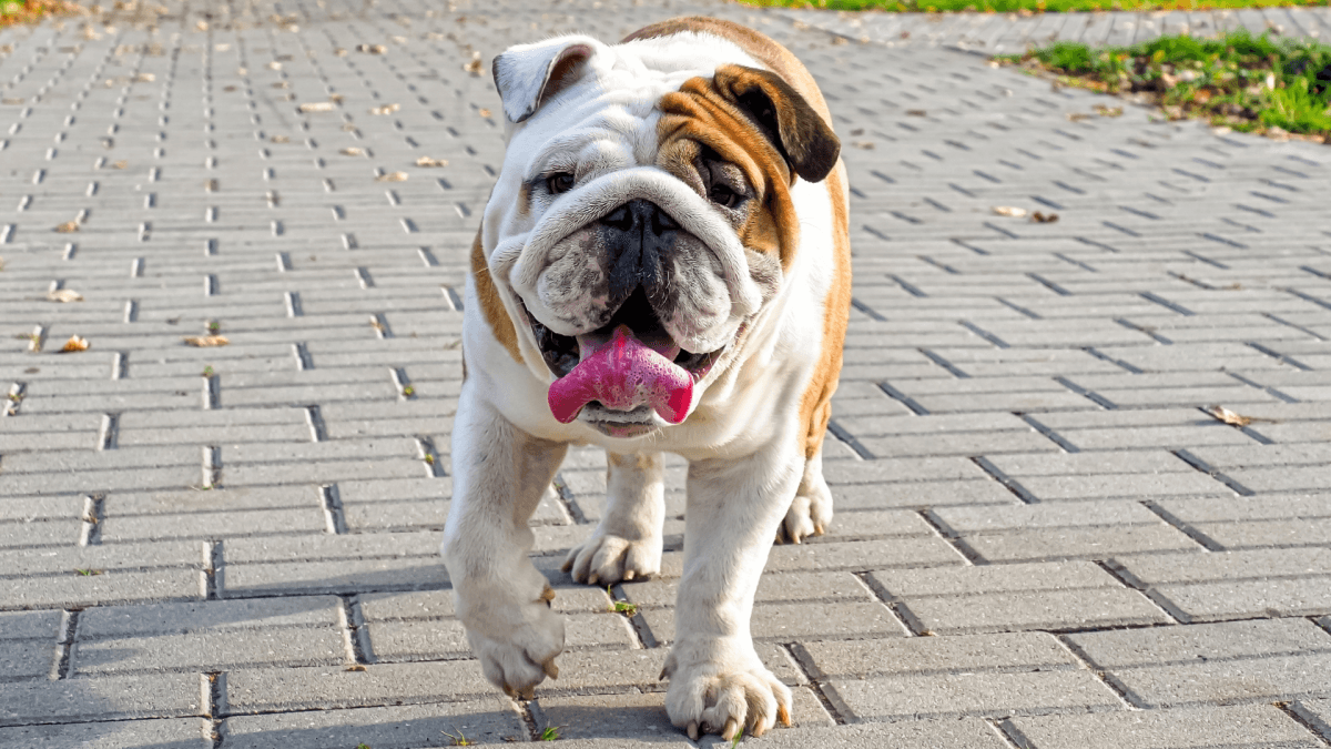 Bulldog Who's 'Had Enough' of Ducks on Her Property Proves She Means Business