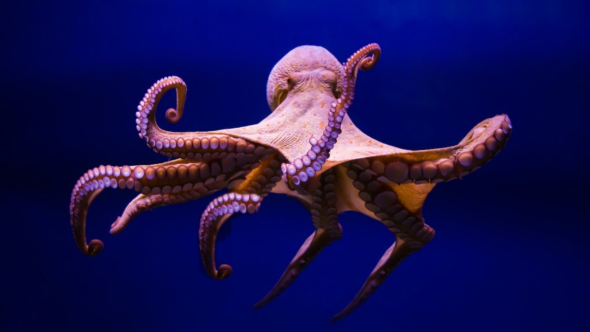 Giant Pacific Octopus Surprises Washington Hikers by Suddenly Showing Up on Their Route