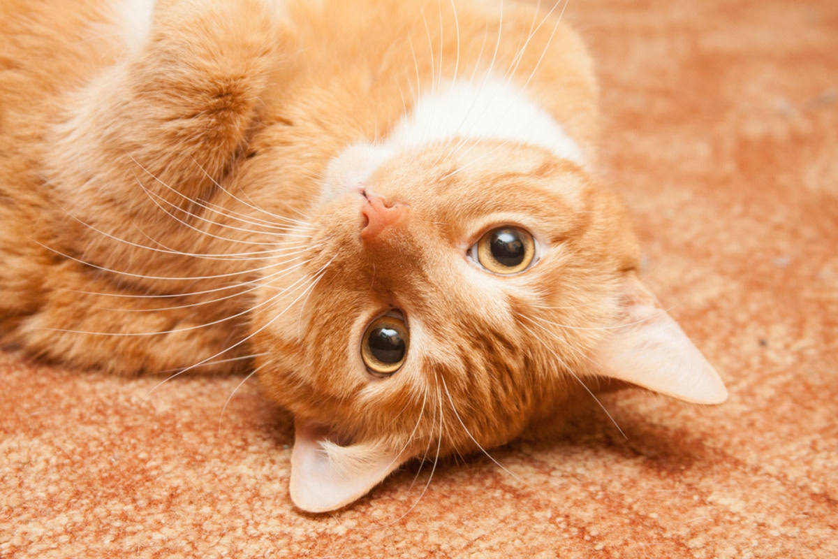 Orange Cat Carries Around Tiny Stuffed Animal in His Likeness and It's Too Sweet