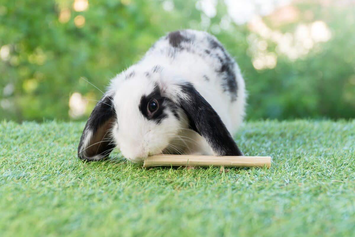 Precious Bunny Refuses To Bond with His Rabbit Sister Because 'He Thinks He's a Dog'