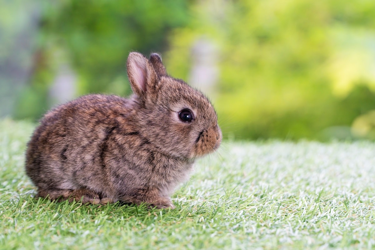 Dog Mom's Heartwarming Actions Save Week-Old Baby Bunny's Life