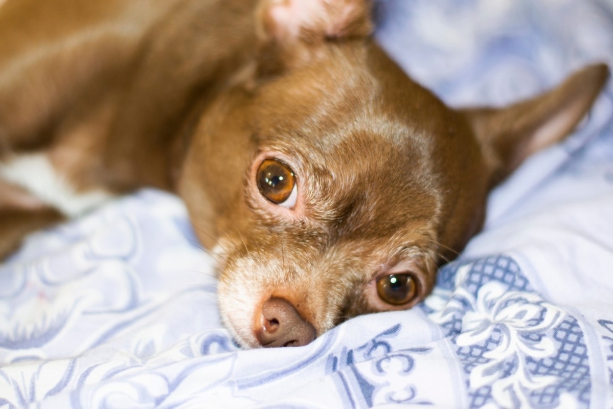 15-Year-Old Chihuahua Has Sweetest Way of Declaring It's Time for Bed
