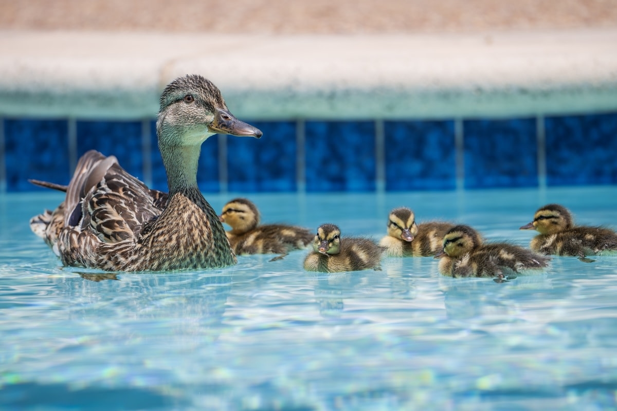 Kind Man's Persistent Attempt to Help Ducklings Escape From Pool Is Everything