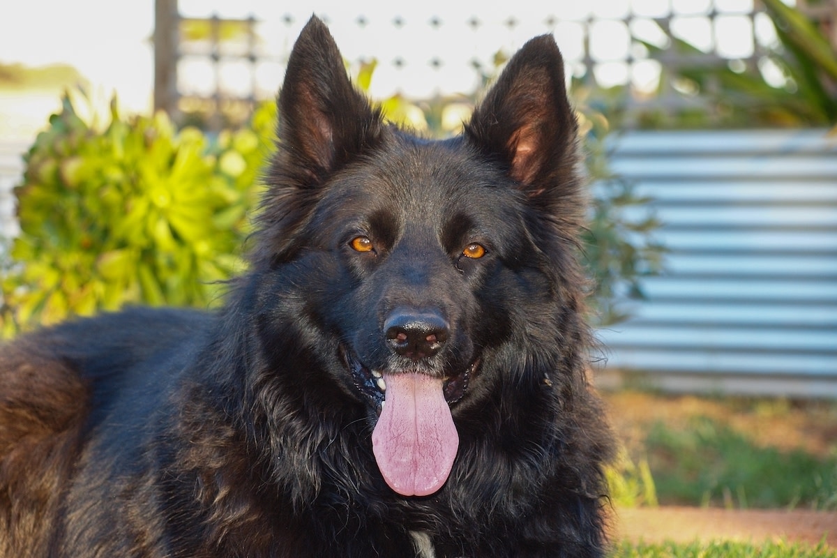 Mistreated Farm Dog Experiences Love For The First Time After Walking To The Neighbor's For Help