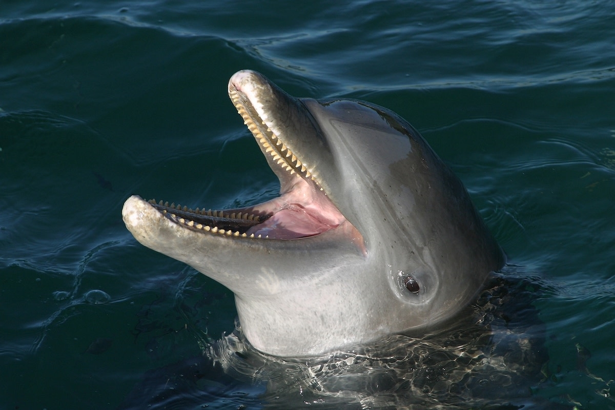 Moment Dolphin Gives Birth to Calf Captured in Jaw-Dropping Video