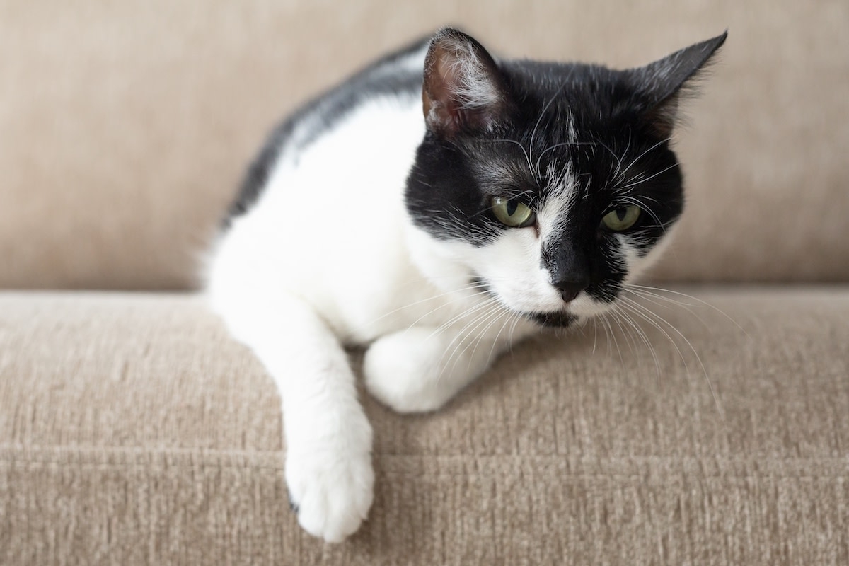 Sad Senior Cat Who's Waited for Home for Over 700 Days Keeps Getting Overlooked