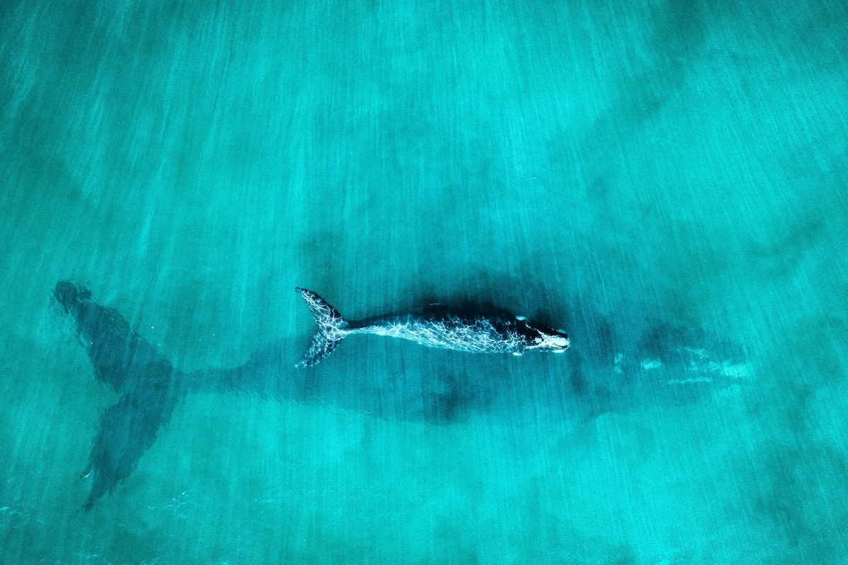 Whale Seen Cradling Her Newborn Calf Like a Human Mom Stops People in Their Tracks