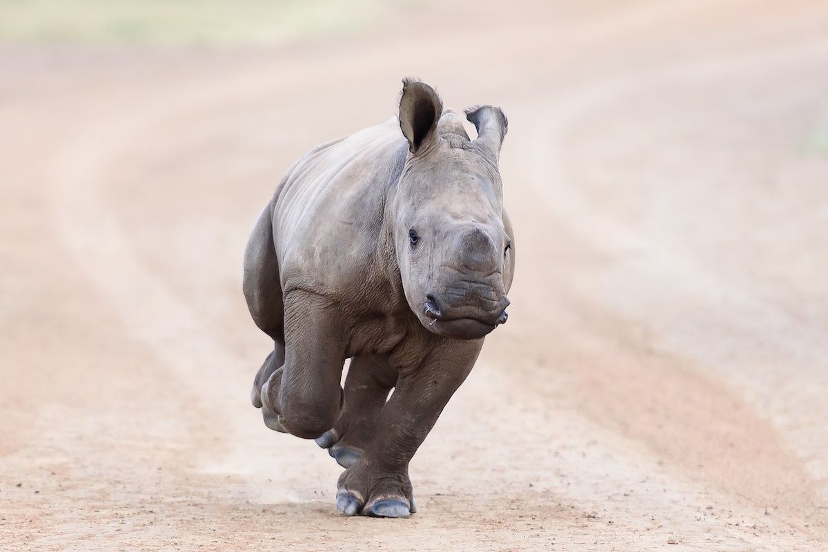 Baby Rhino Frolicking Like Puppy Is Moment of Pure Joy Everyone Needs