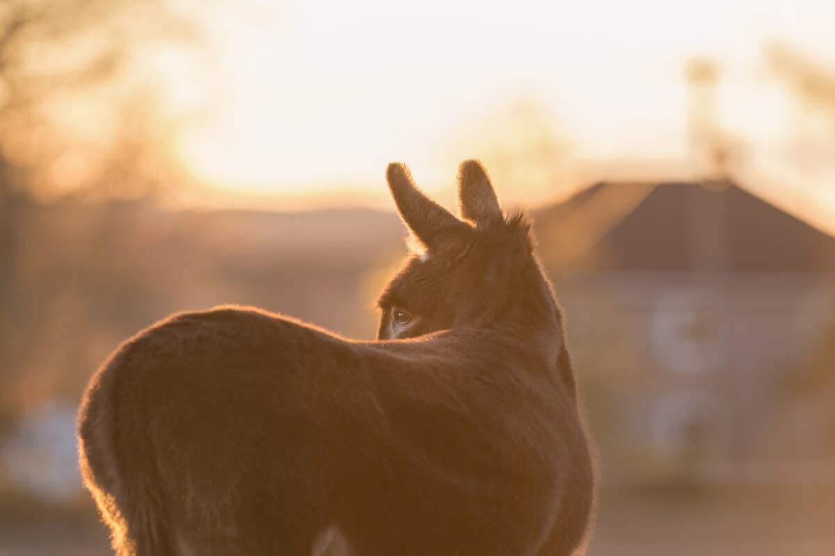 Miniature Pony and Donkey Besties Take an Early Morning Stroll Together Like Dedicated Jogging Buddies