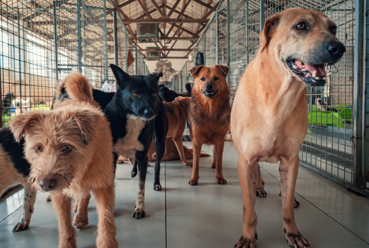 Video of Dogs Being Rescued From San Diego Plane Crash Site Is Breaking Hearts