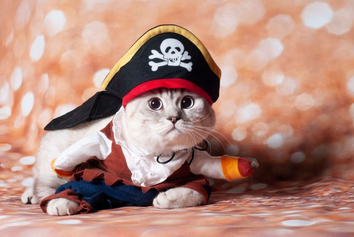 Fluffy Orange Cat Struts Pirate Peg Leg After Cardboard Towel Roll Playtime Fun