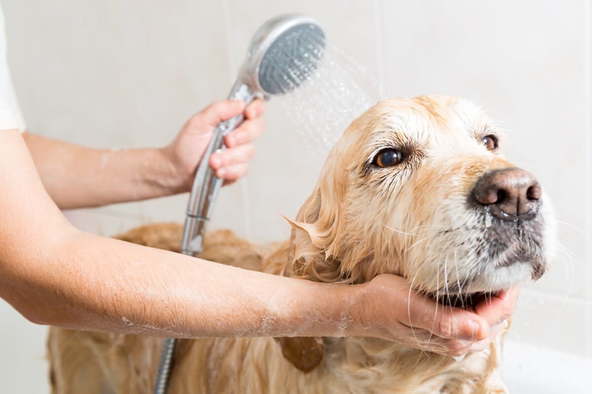 Labrador's Look of Ultimate Defeat When Human Forces Him To Take a Bath Is Priceless