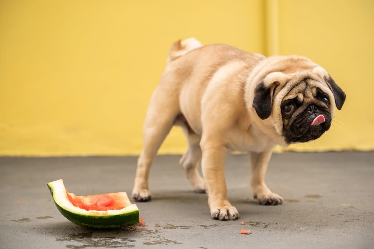 Little Pug Going to Town on Watermelon Will Make Anyone's Day Brighter