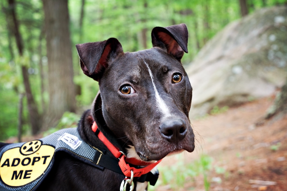 Affectionate Pit Bull Is Losing Hope in Shelter Watching Her Neighbors Get Adopted