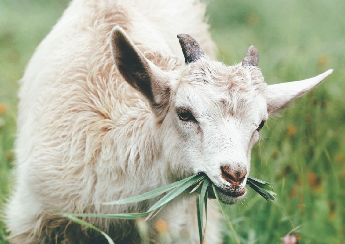 Goats Taking a Break from 'Pulling Weeds' Are Making Everybody Want to Clock Out for the Day
