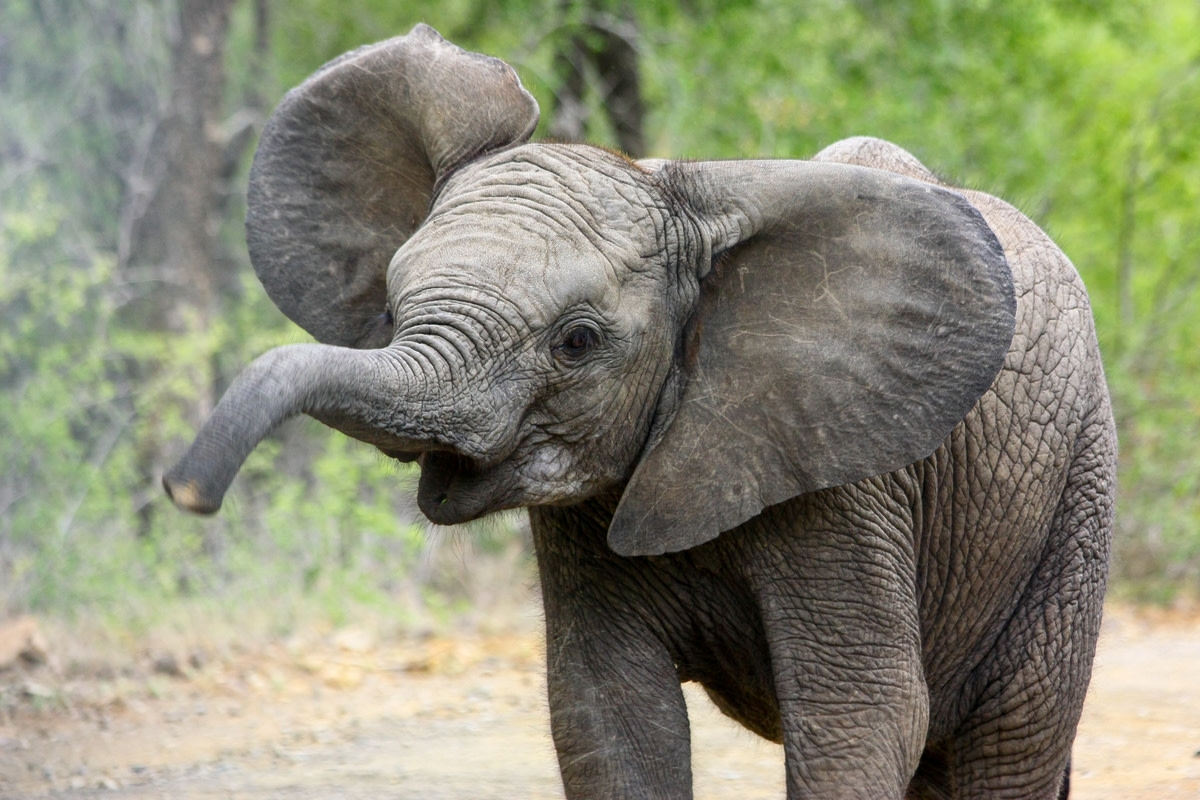 Wrestling Elephant Trio Is Equal Parts Chaos and Cuteness