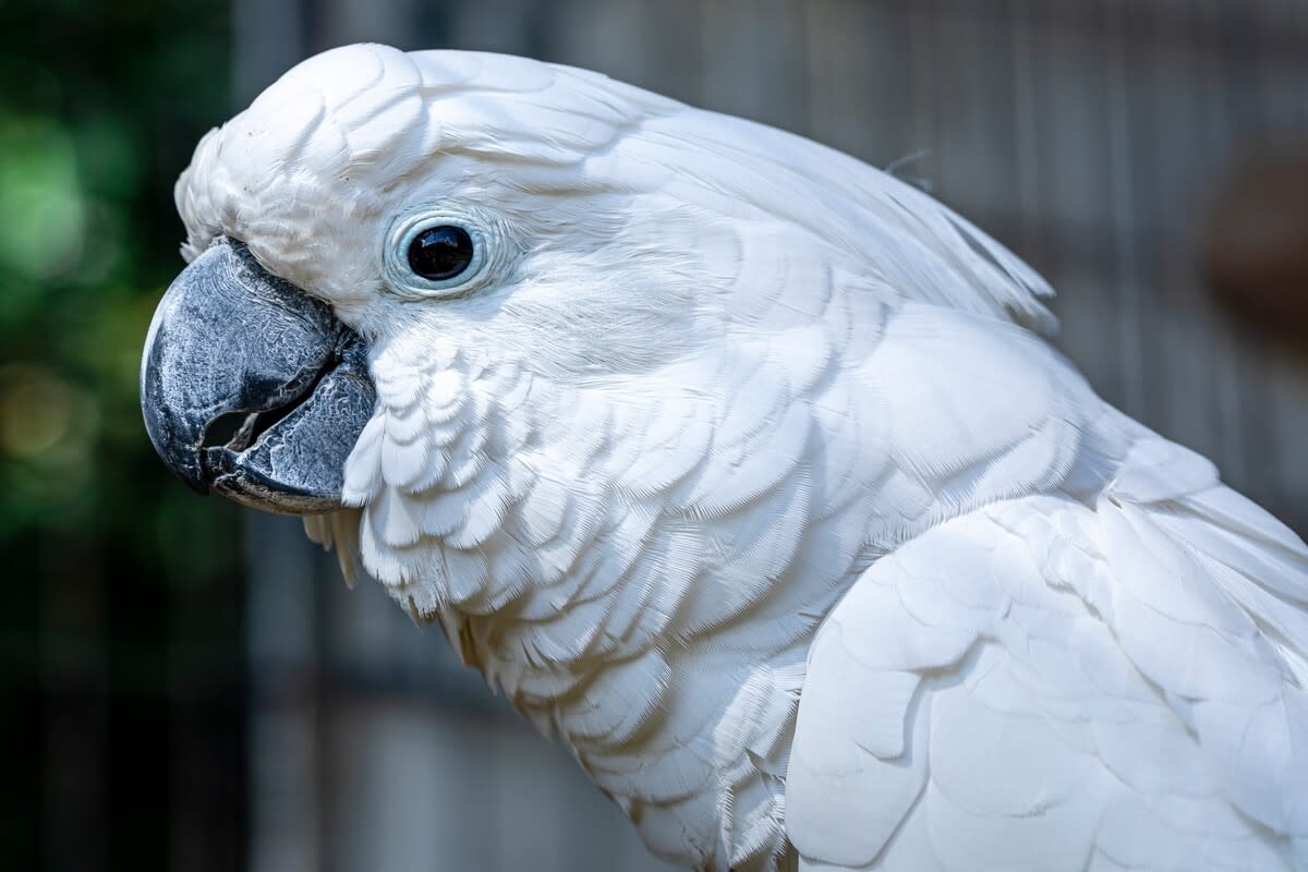 Cockatoo Saying 'Please' Before Mom Gives Him a Treat Is the Most Well-Mannered Gentleman