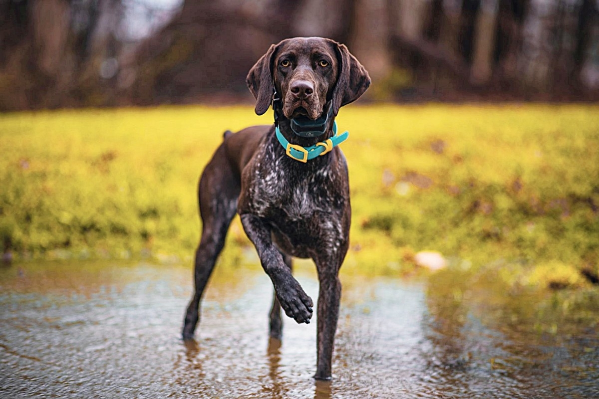 German Shorthaired Pointer Who's 'Sick of Being Outside' Pulls Off Most Epic Break-In