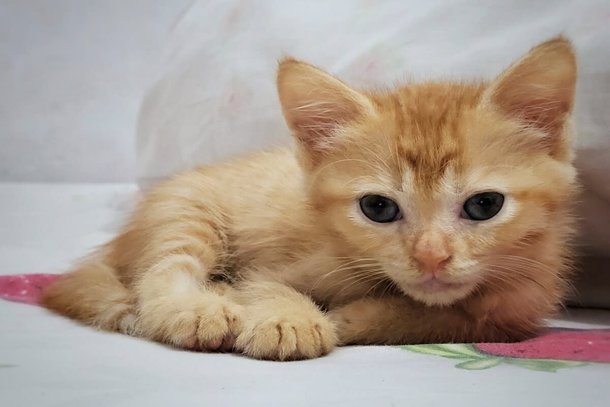 Tiny Orange Cat Tests Out Bath Time ‘Boats' Like the Cutest Little Sailor