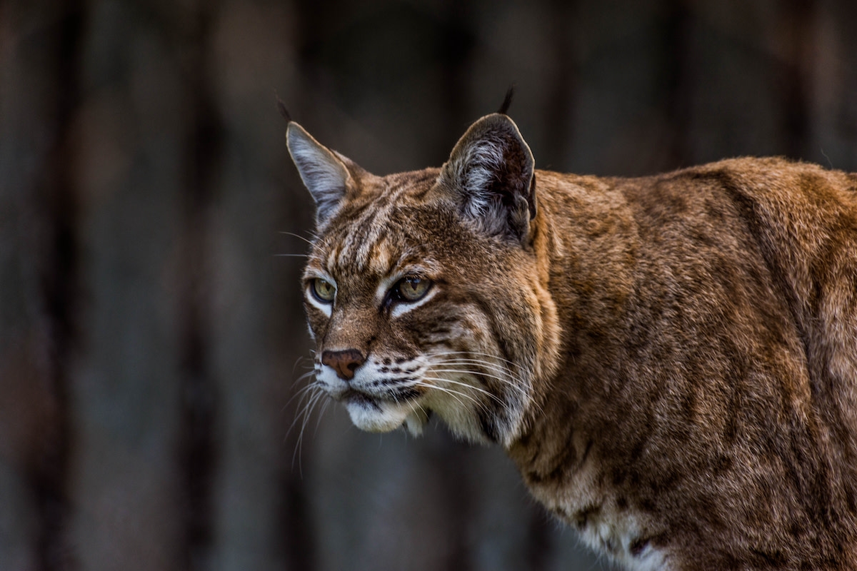 Bobcat Wanders Into Colorado Home and Sets Up Shop Like He Owns the Joint