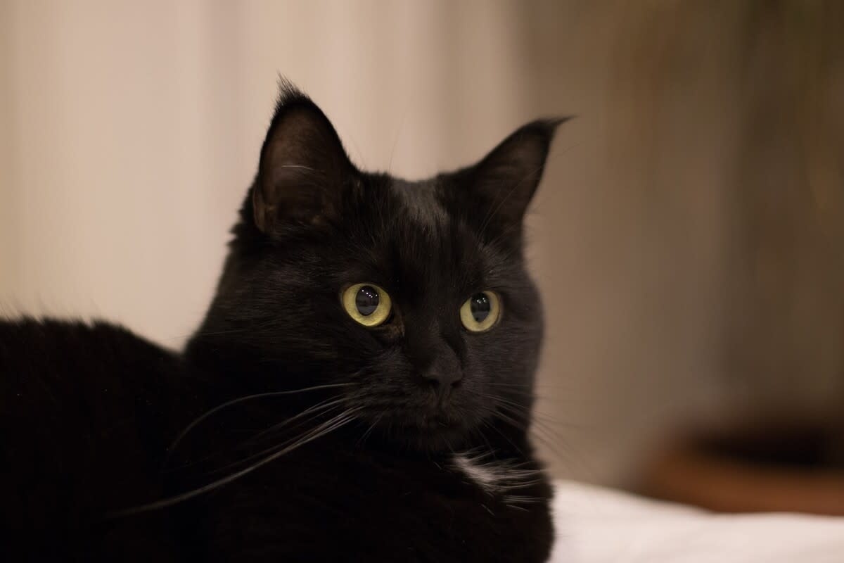 Black Cat Who Insists on Exercising With Dad Is the Cutest Little Workout Buddy