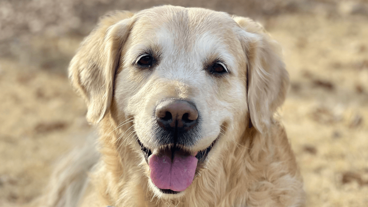 Golden Retriever Steals a Bunch of Bananas and Has Exactly Zero Regrets