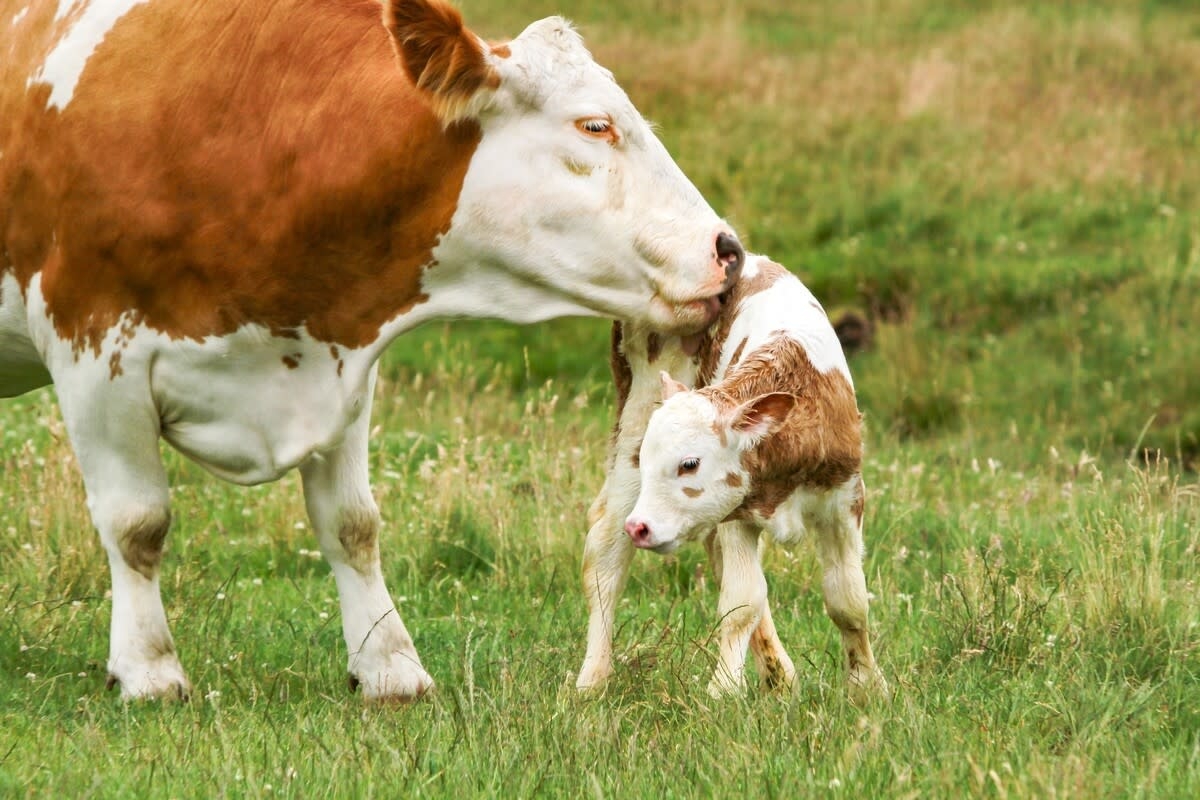 Mama Cow 'Refuses' to Share New Calf with Human Like the Best Little Protector