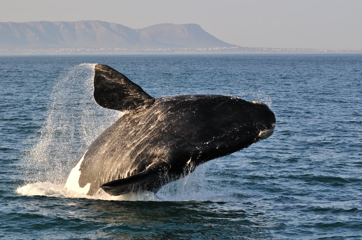 Rare Pod of Endangered White Whales Off MA Coast Has People Concerned