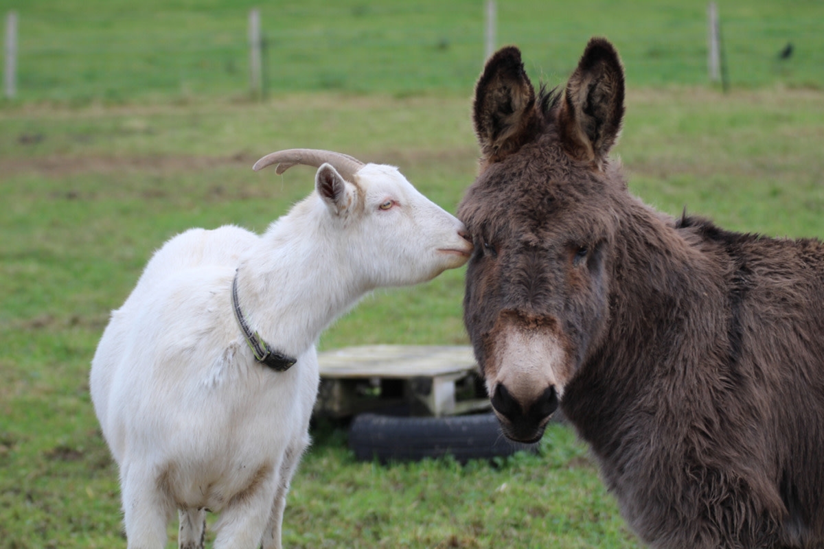 Goat Has Genius Way of Reaching the Leaves on a Tree With Help From Donkey Friend