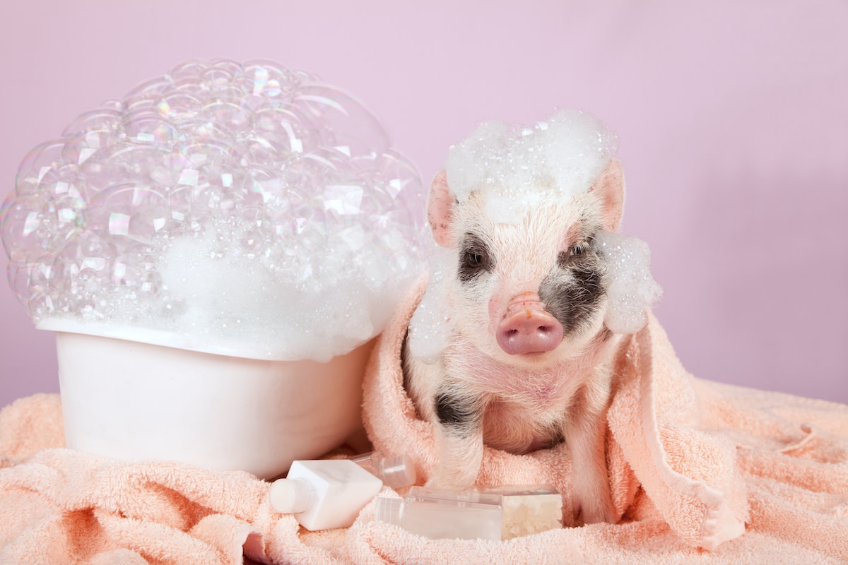 Pint-Sized Piglet Takes Her First Bath and Her Immediate 'Nope' Is Hilarious