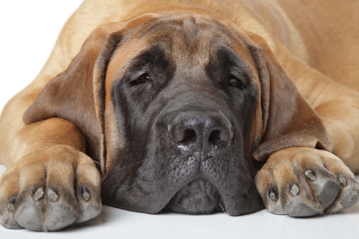 Huge Mastiff Helps with Home "Remodel" and His Puppy Dog Eyes Make It Impossible to Be Mad