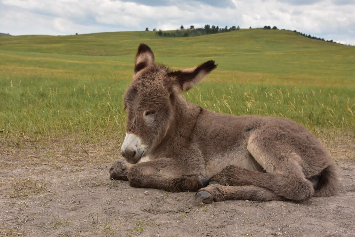 Tiny Miniature Donkey Who Loves Being Held Like a Human Baby Is Stealing Hearts Everywhere