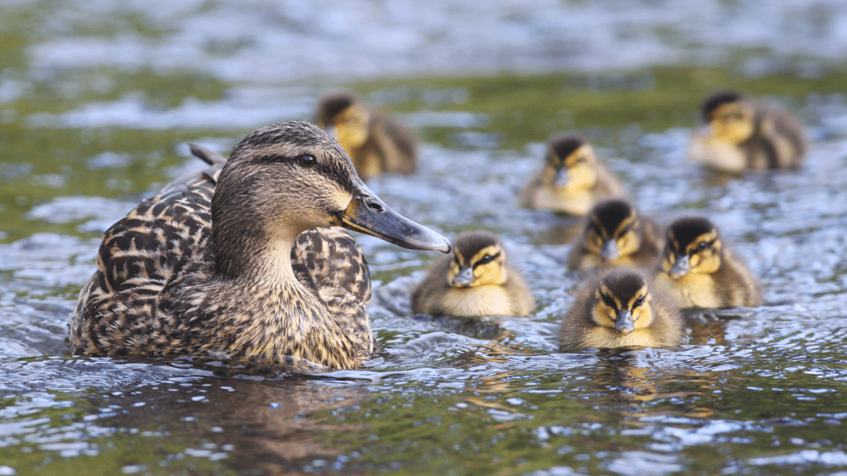Baby Ducklings on 'Jump Day' is the Cutest Leap of Faith We Have Ever Seen