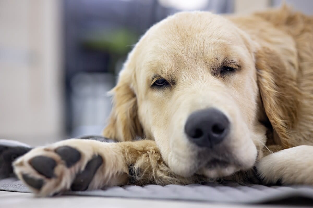 Sleeping Golden Retrievers Surprise Unsuspecting Fliers and It's Pure Cuteness Overload