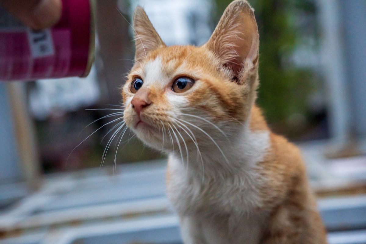 Kindhearted Woman Risks Severe Weather To Rescue Lost Barn Kitten Climbing a Fence During Flood