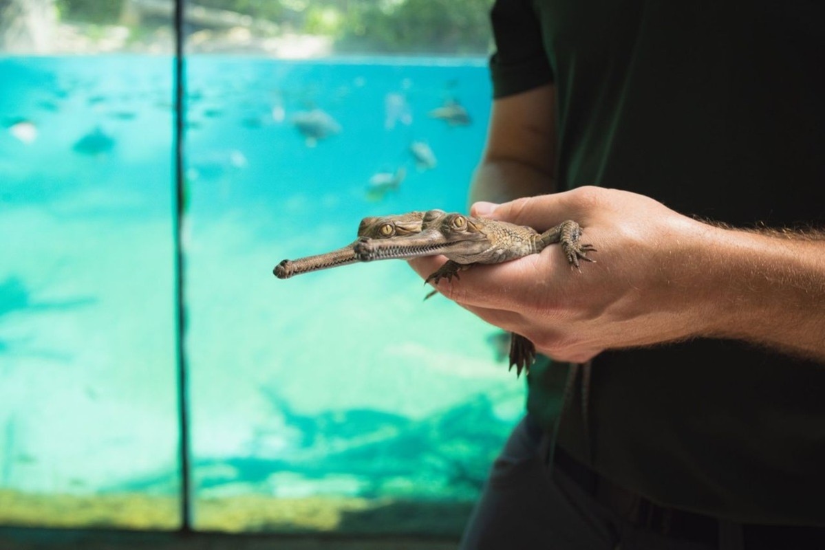 Fort Worth Zoo Celebrates Hatching of Rare Baby Crocodiles
