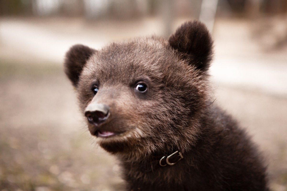 Bold Black Bear Cub Drinking Coffee From Man's Mug on Mountain Porch is the Most Magical Morning Scene